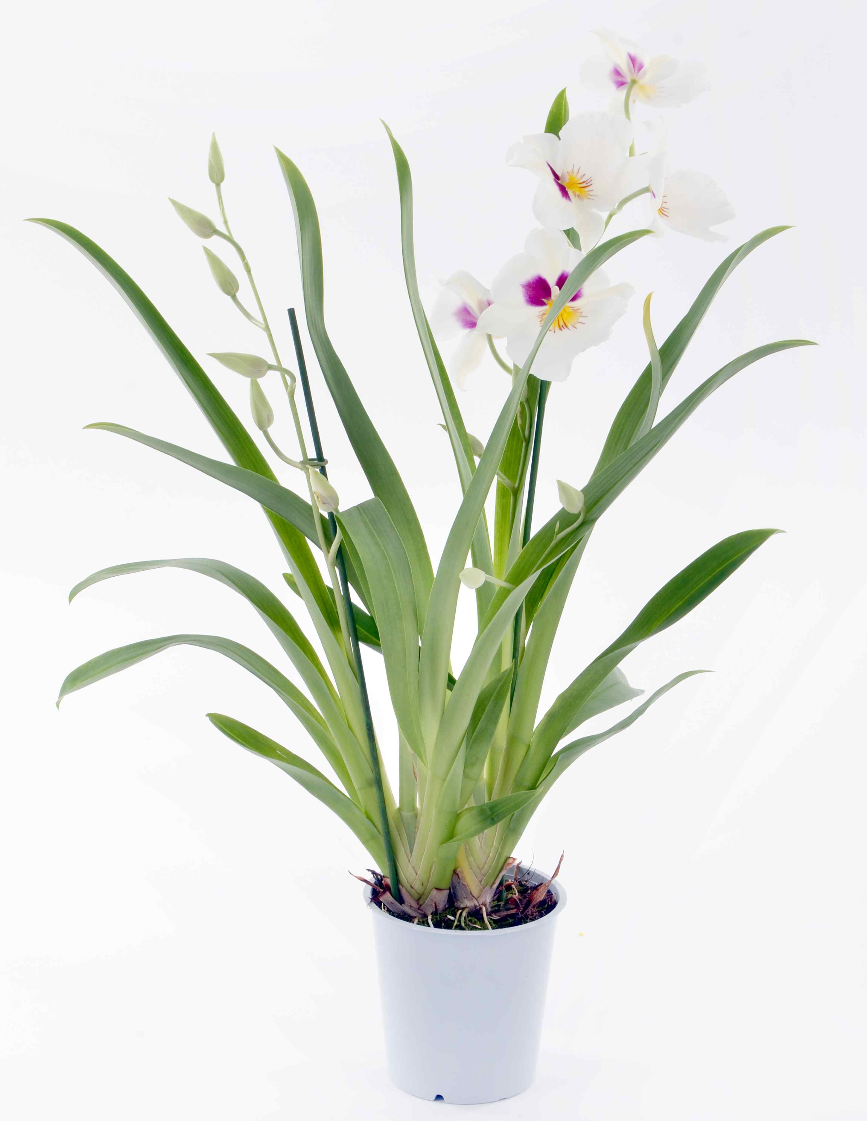 Вътрешна растителност